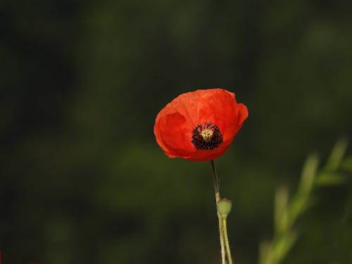 Close-up on Red Poppy Flower