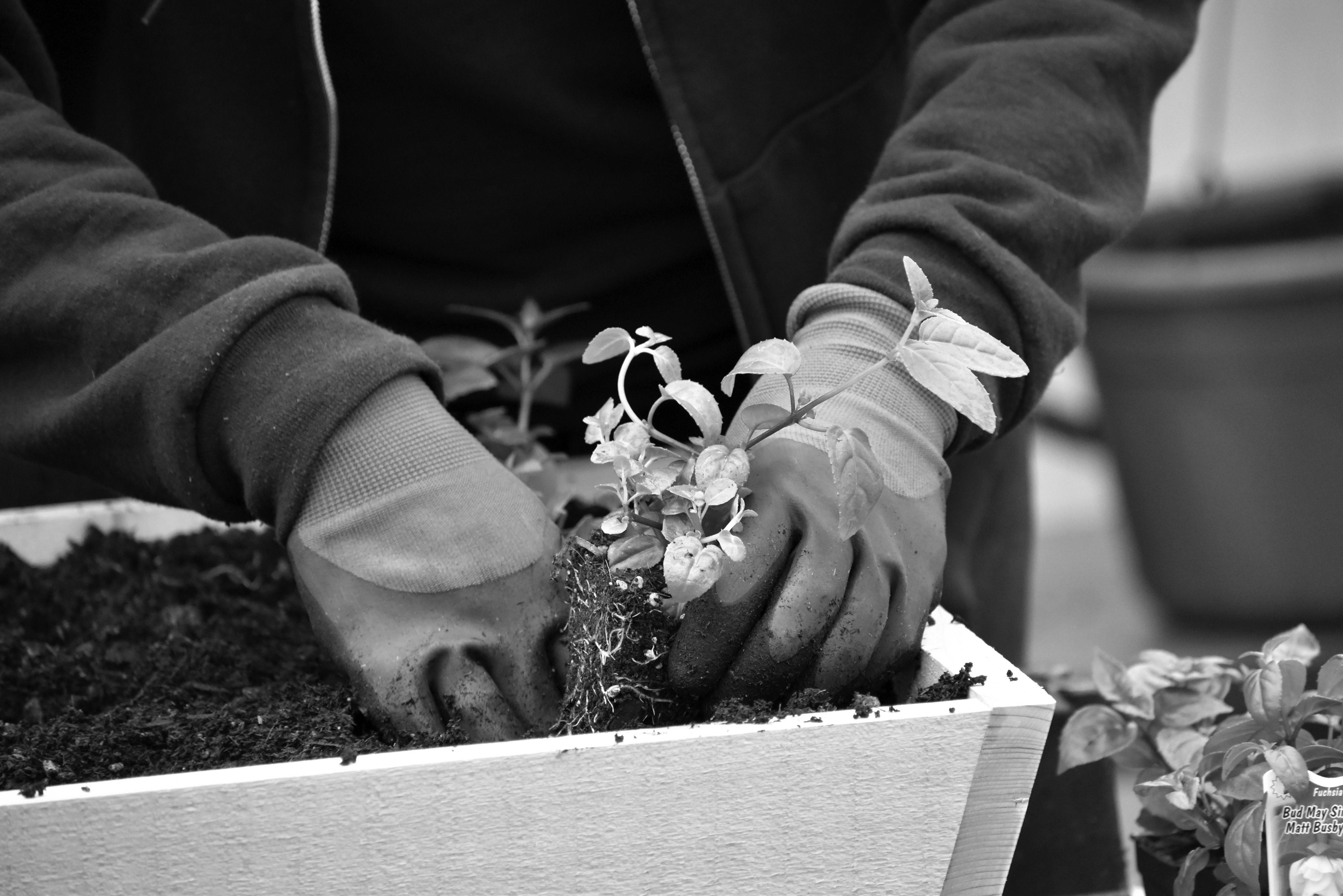These Gardening Gloves Made Yard Work Easier — Photo by wr heustis on Pexels