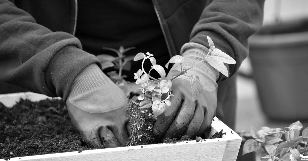 A close-up of a person's hands planting a seedling into rich, dark soil, with a city skyline blurred in the background