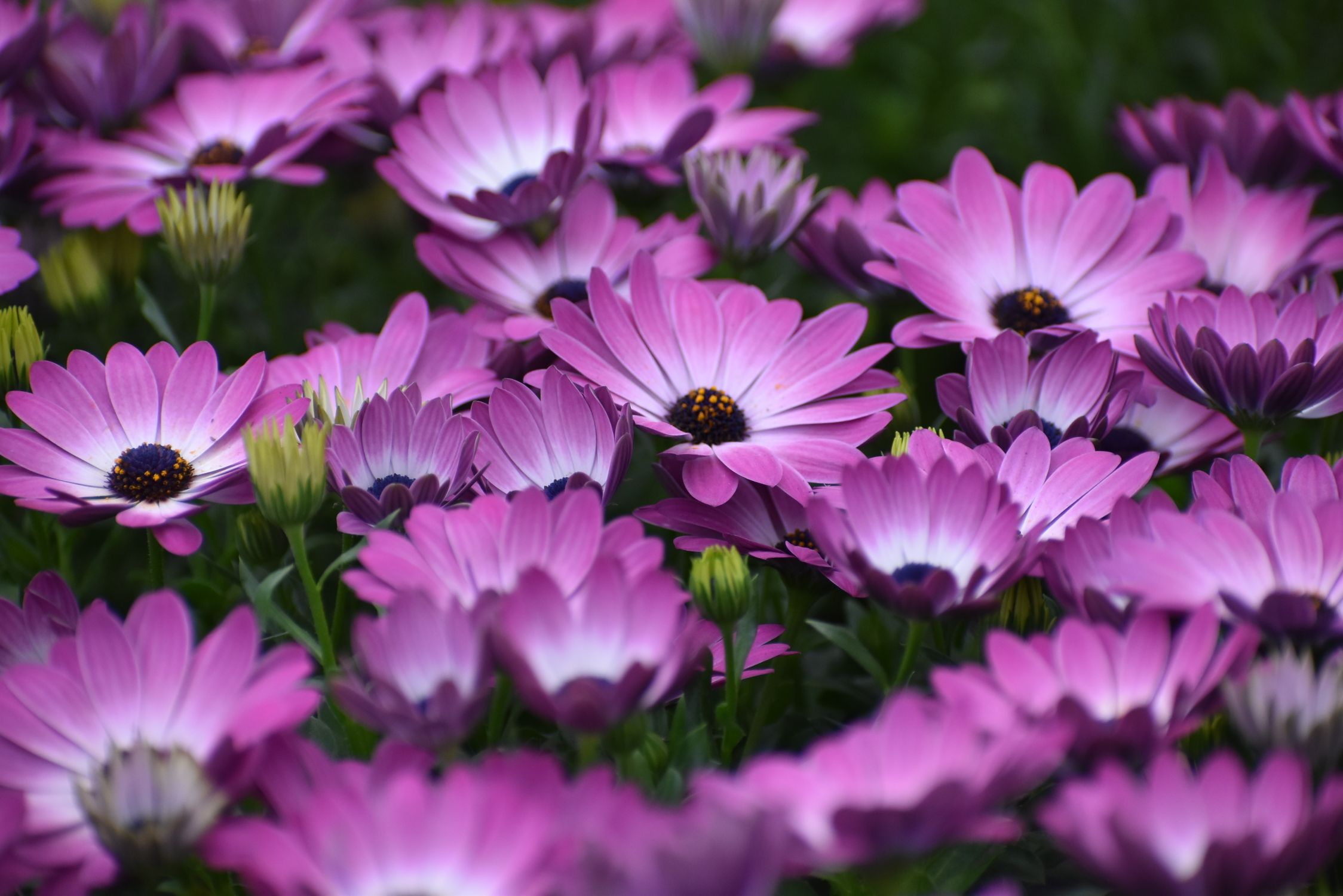 Dimorphotheca Purple Purple Dimorphotheca Pluvialis Flowers · Free Stock Photo