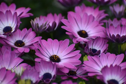 A close up of purple flowers with white centers