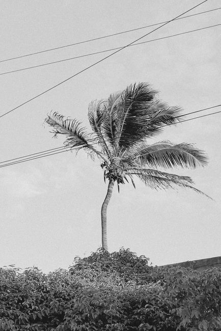 Dramatic black and white image of a lone palm tree swaying under the Brazilian sky.