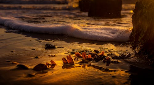 A sunset on the beach with some shells
