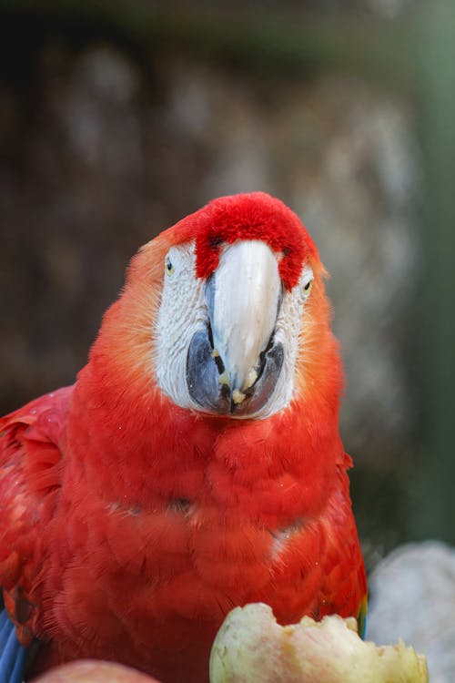 Δωρεάν στοκ φωτογραφιών με γκρο πλαν, κατακόρυφη λήψη, κόκκινο macaw