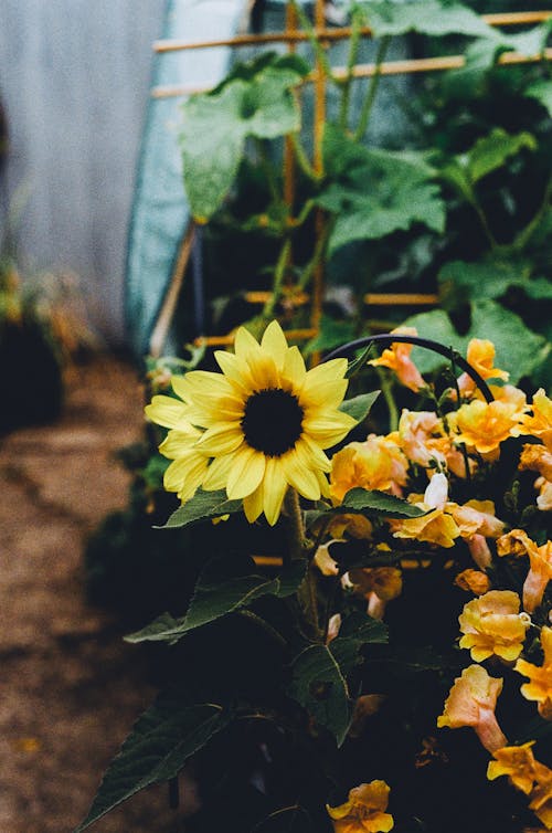 35 mm, arka bahçe, ayçiçeği içeren Ücretsiz stok fotoğraf
