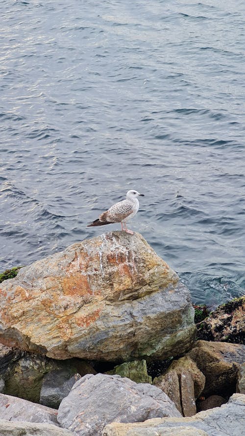 Foto profissional grátis de água, ave, beira-mar