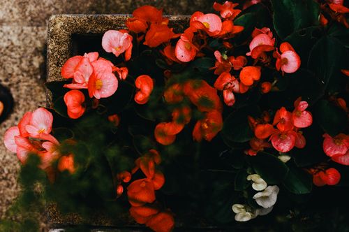 Free Top view of lush red Begonias in a rustic planter, showcasing nature's vivid beauty. Stock Photo