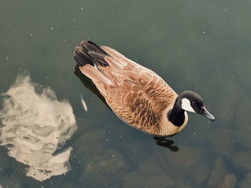 加拿大鵝, 動物攝影, 水 的 免費圖庫相片