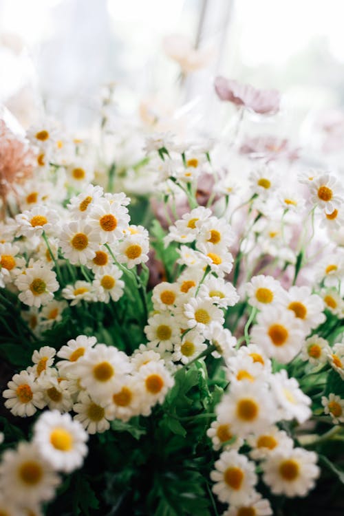 a bunch of daisies