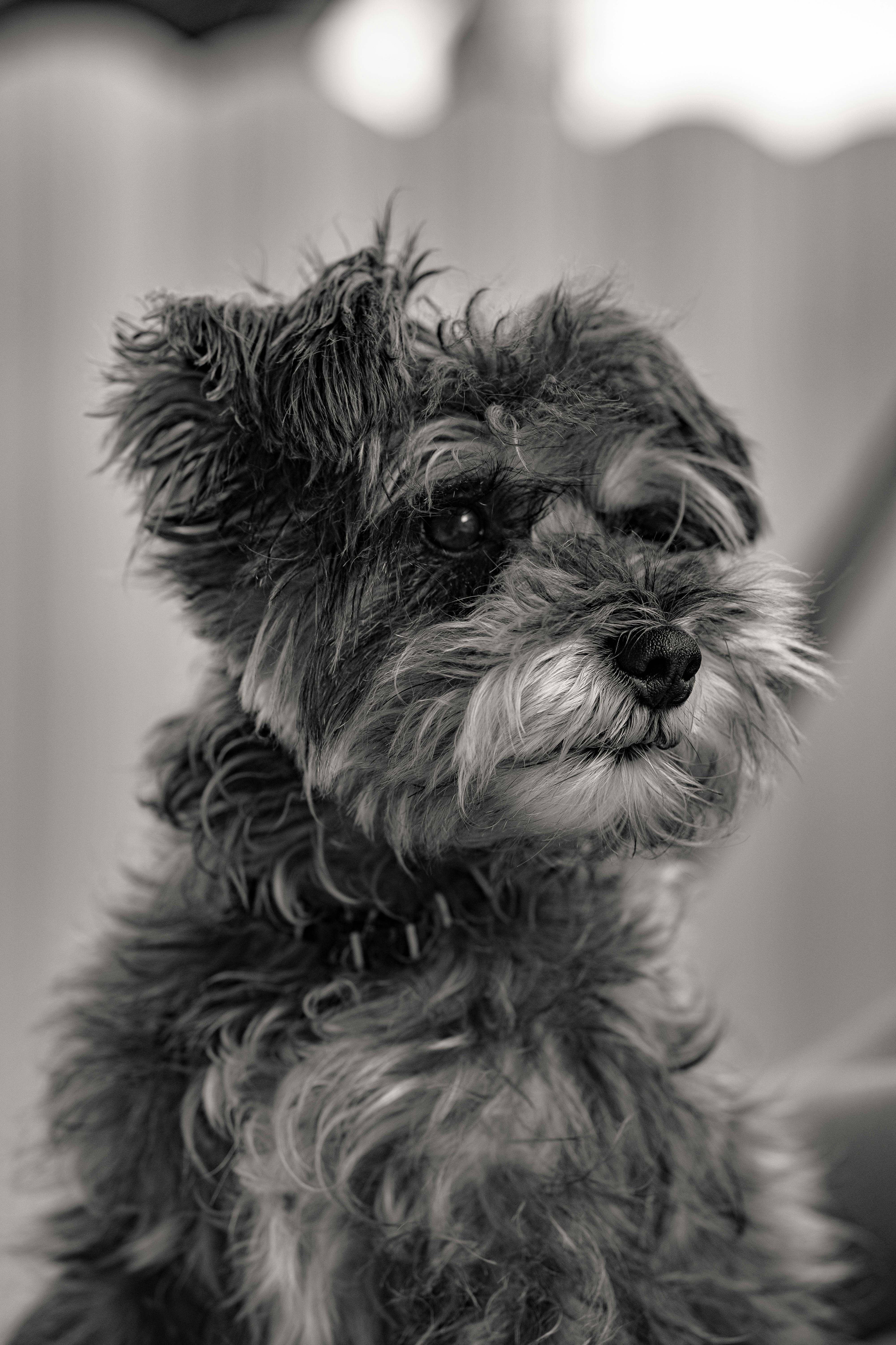 black and white portrait of small dog