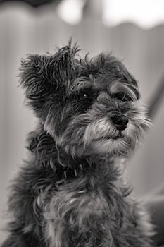 dog photo