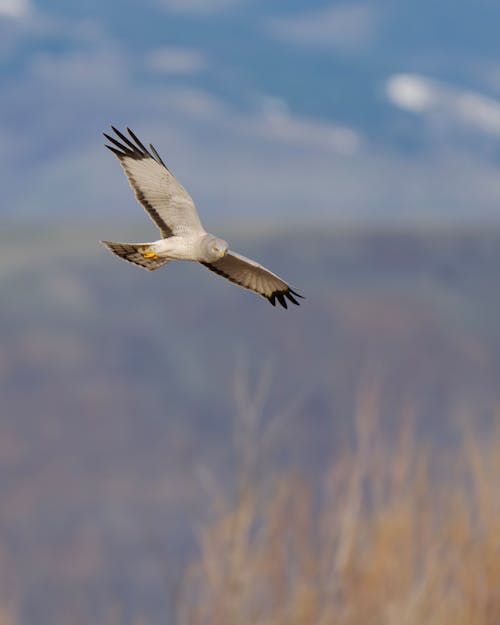A hawk flying over a field with mountains in the background