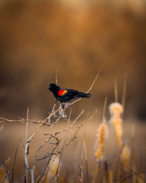 Free A vibrant red-winged blackbird perched on a branch in a rural meadow setting, Richland, WA. Stock Photo