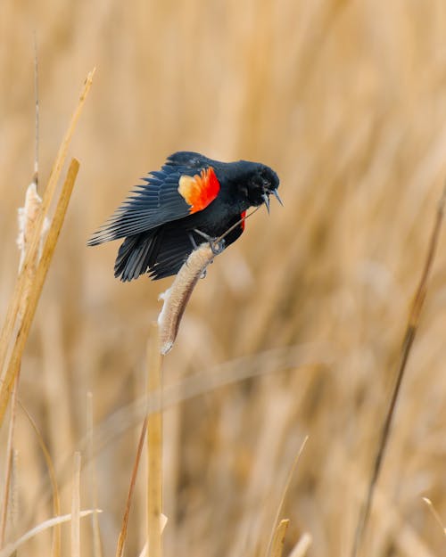 A red winged blackbird is perched on a stalk