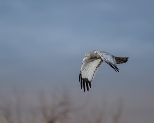 A bird flying through the sky with its wings spread