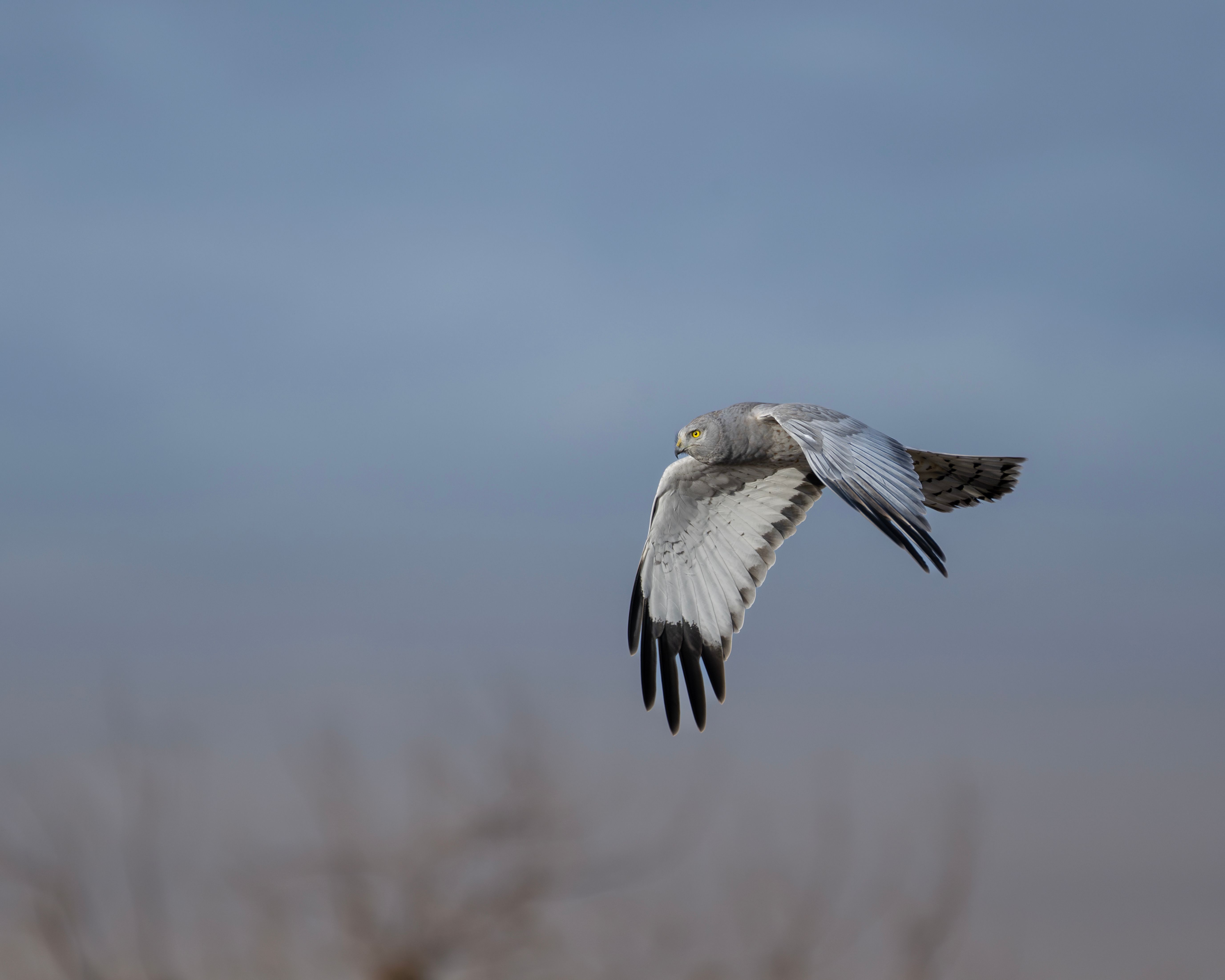 Kedi Raptor Photos, Download The BEST Free Kedi Raptor Stock Photos ...