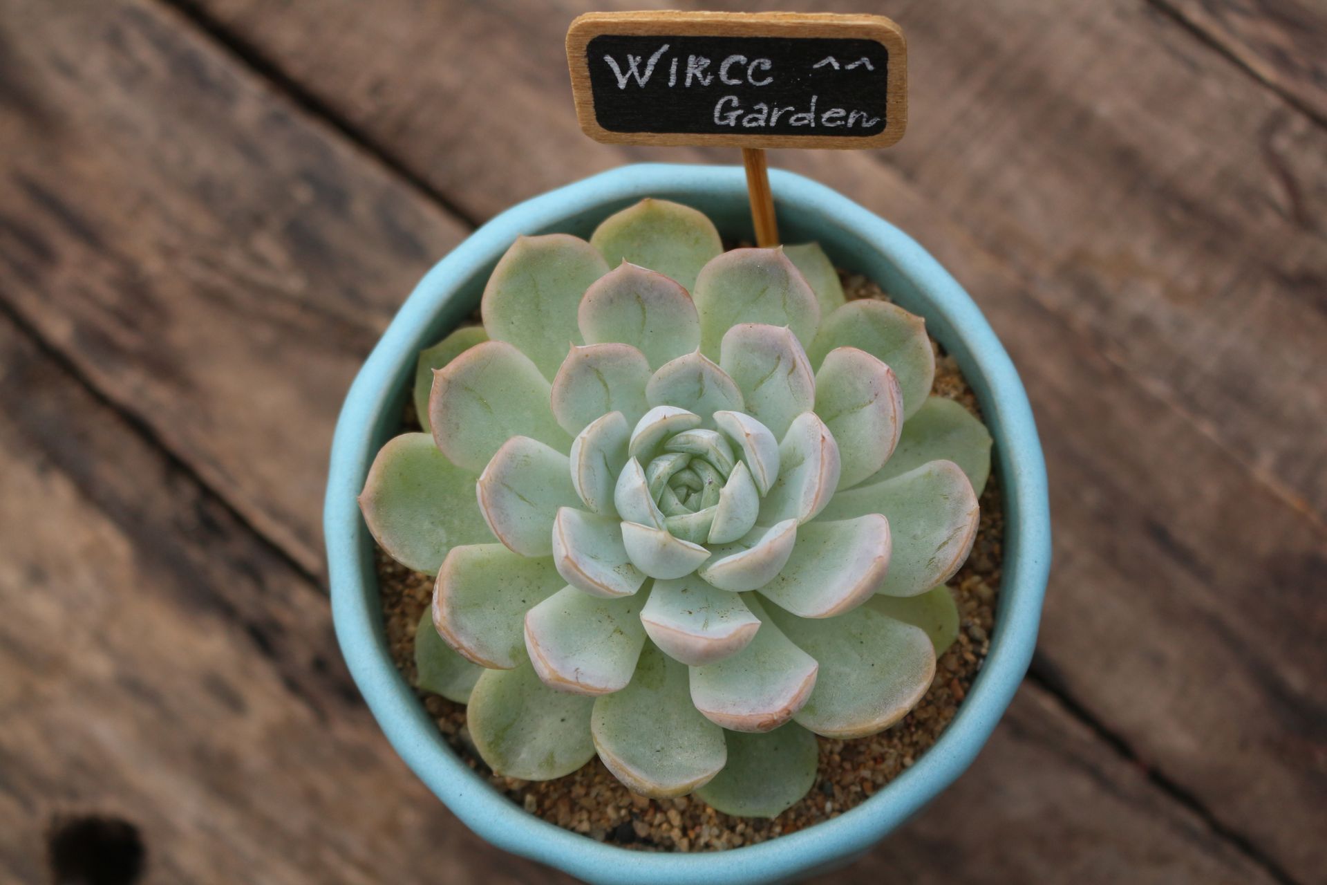 Top view of a potted Echeveria succulent on a rustic wooden background.