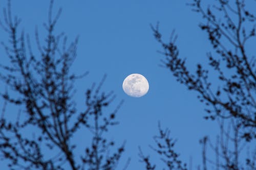 Foto d'estoc gratuïta de bluehour, lluna, vesprada