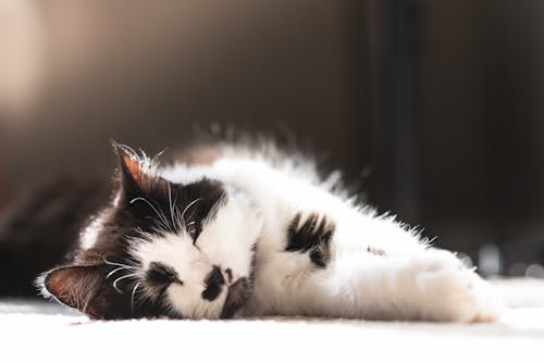 Free Black and White Cat Lying Down on Floor Stock Photo