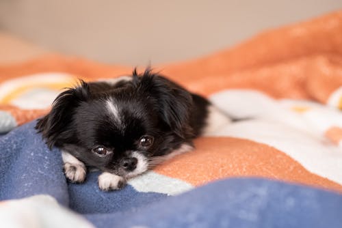 Little Puppy Lying on a Blanket