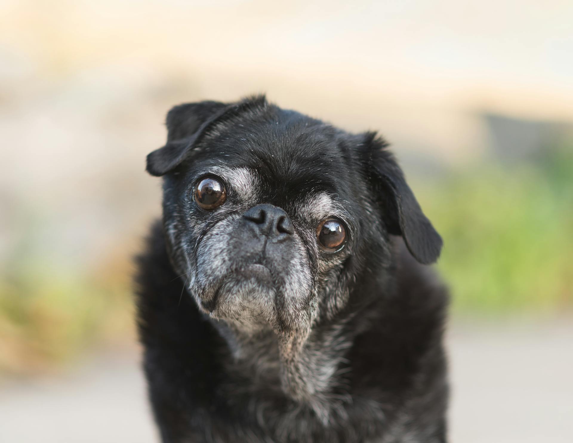 Portrait of Black Pug Dog