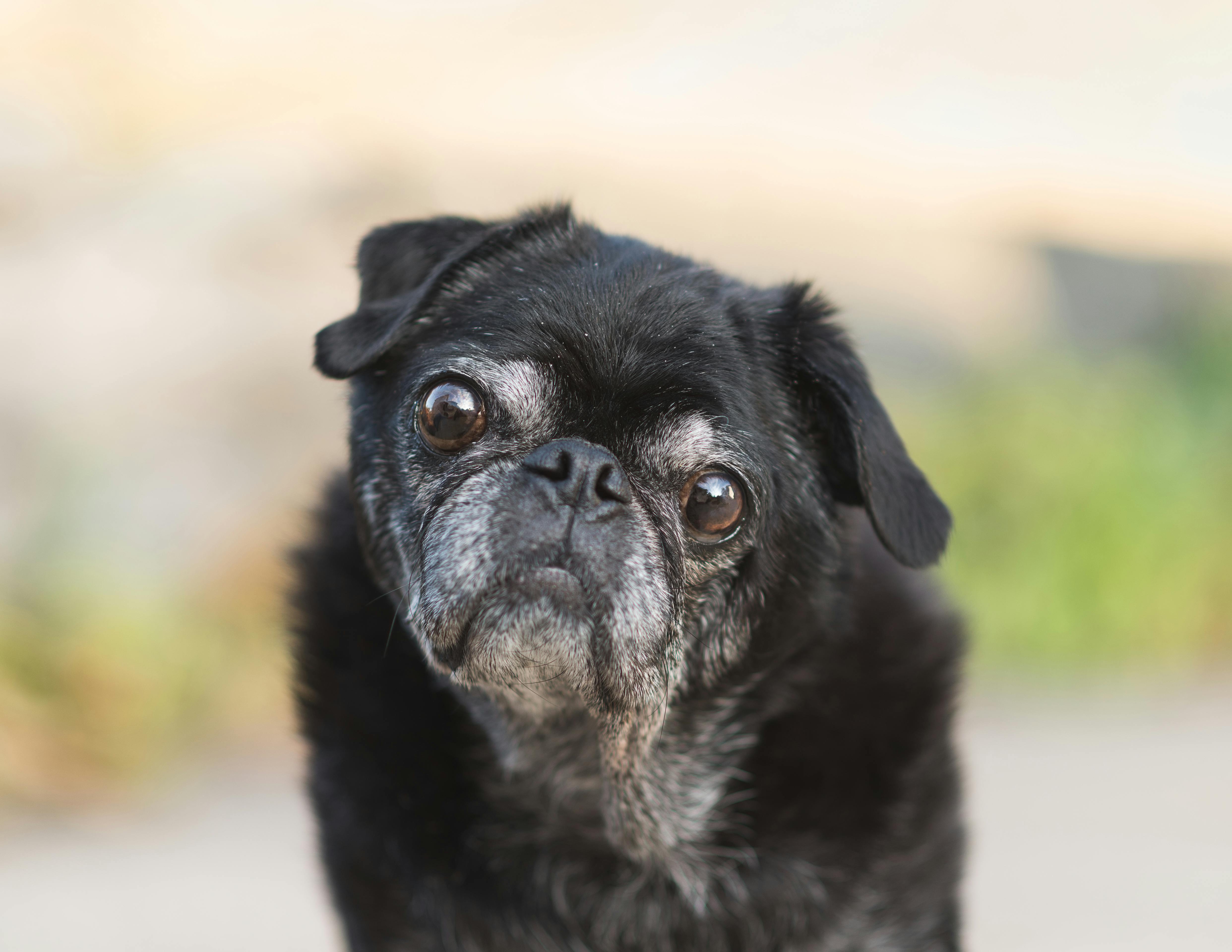 Portrait of Black Pug Dog · Free Stock Photo, image size:4968x3839