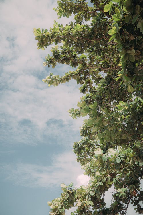 Бесплатное стоковое фото с абстрактный, вертикальный выстрел, деревья