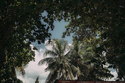天性, 抽象, 棕櫚樹 的 免费素材图片