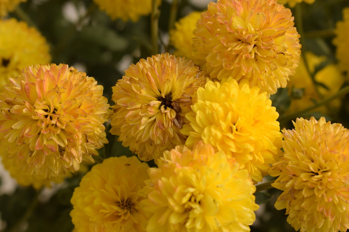 Kostnadsfri bild av allt gult, blommor, daisy