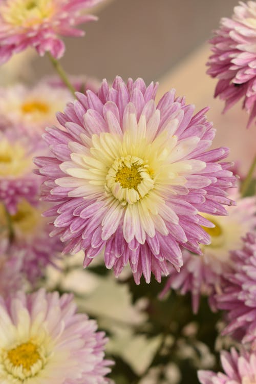 Single Purple Chrysanthemum Flower