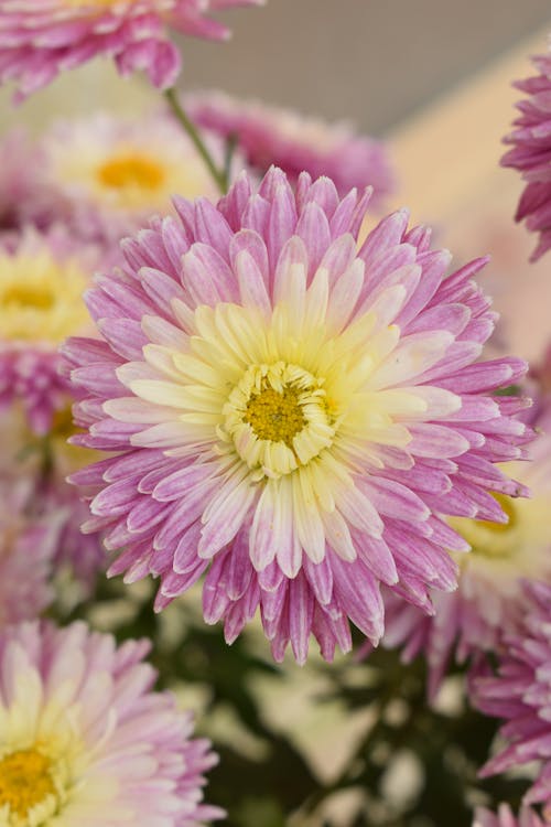 Kostenloses Stock Foto zu blume, blütenblätter, chrysantheme