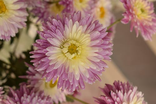 Purple Chrysanthemum Flowers