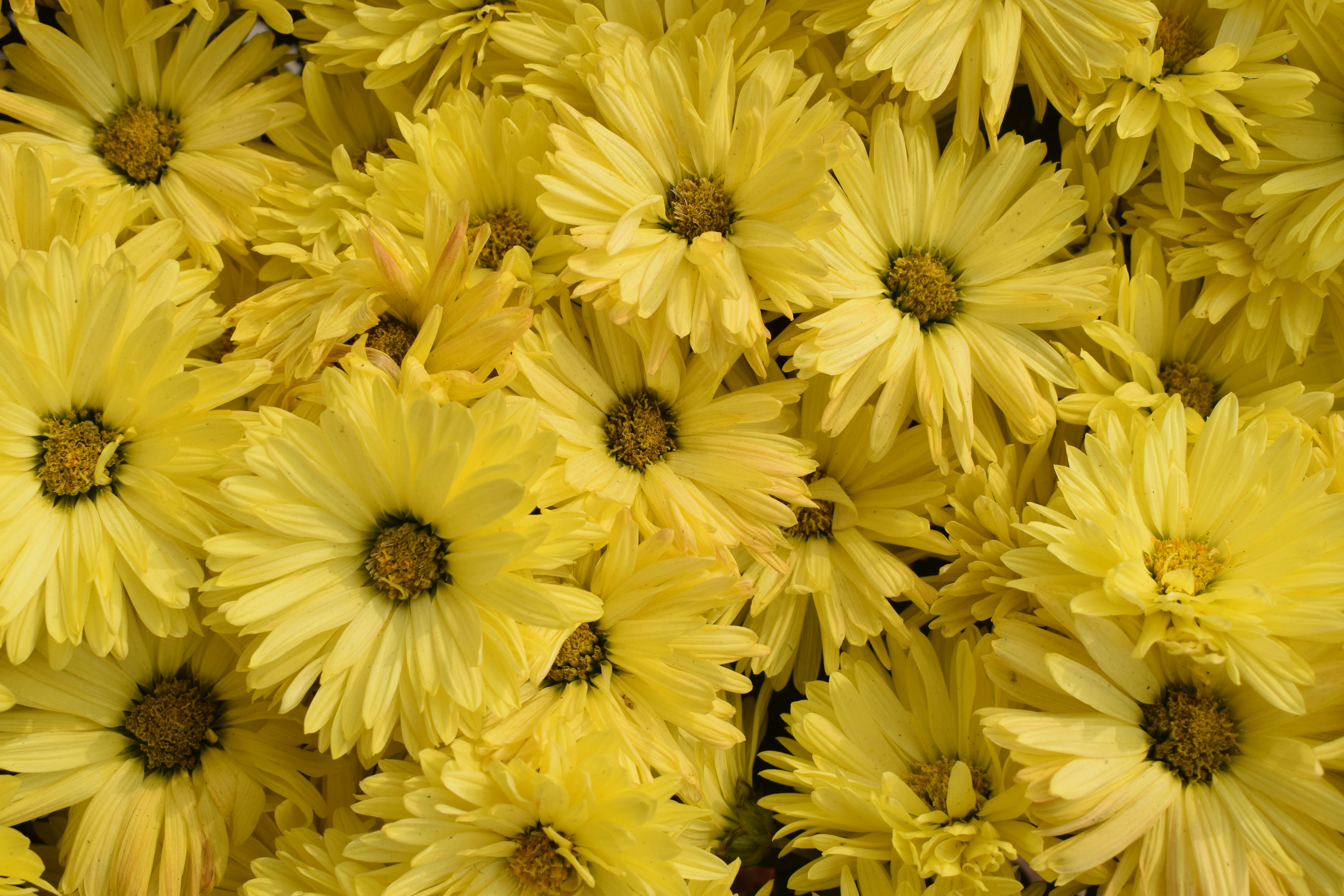 A vibrant close-up of yellow chrysanthemums showcasing their textured petals and rich hues.