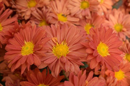 A close up of a bunch of orange flowers