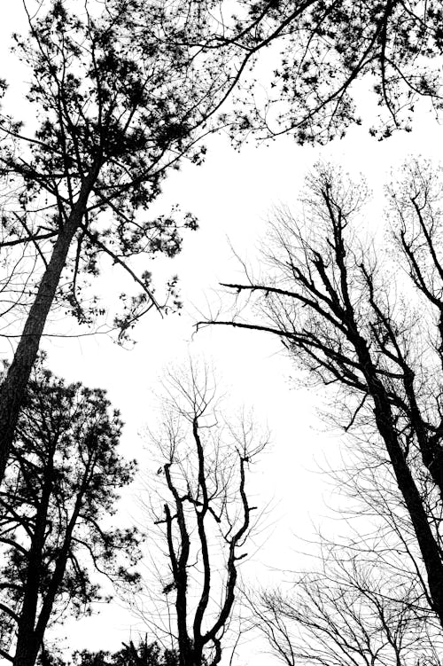 Бесплатное стоковое фото с вертикальный выстрел, голый, деревья