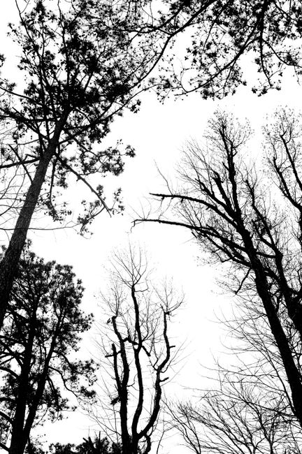 Dramatic black and white silhouette of trees in an Atlanta forest.