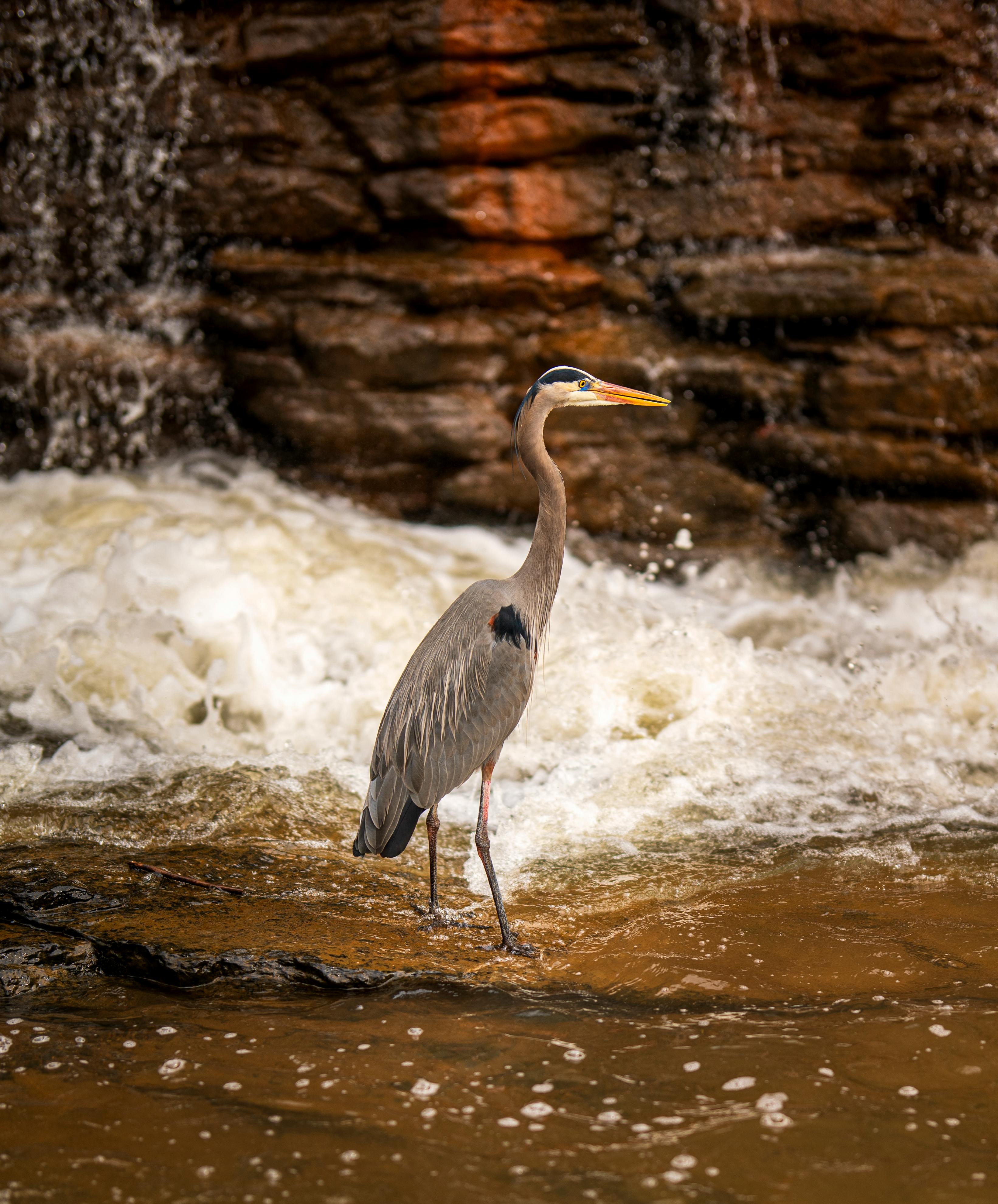 A Great Blue Heron stands in front of a waterfall in Roswell, Georgia, showcasing serene wildlife beauty.