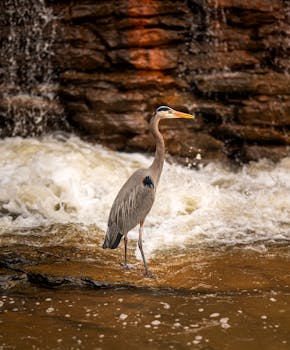 A Great Blue Heron stands in front of a waterfall in Roswell, Georgia, showcasing serene wildlife beauty.