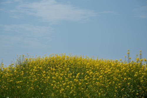 คลังภาพถ่ายฟรี ของ การเกษตร, ชนบท, ดอกสีเหลือง