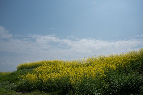 คลังภาพถ่ายฟรี ของ การเกษตร, ชนบท, ดอกสีเหลือง