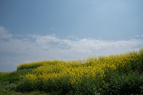 Imagine de stoc gratuită din agricultură, câmp, deal