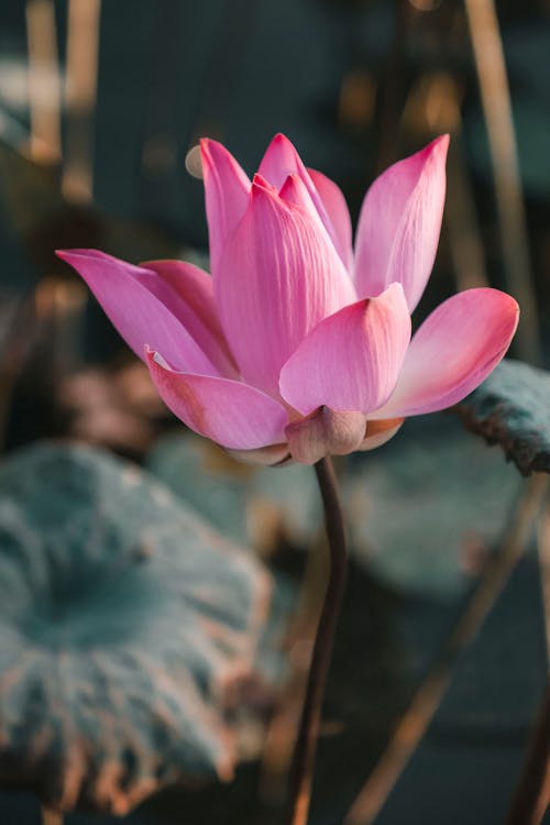 Gratis stockfoto met detailopname, fabriek, heilige lotus