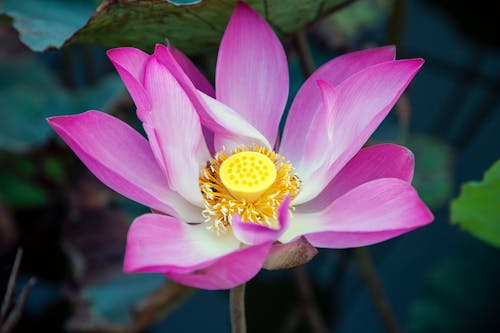 Imagine de stoc gratuită din "lotus indian", a închide, exotic