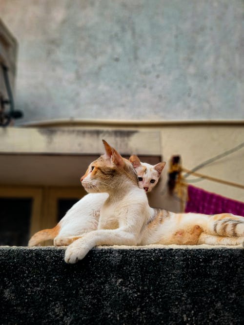 Foto profissional grátis de animais, animais de estimação, deitado