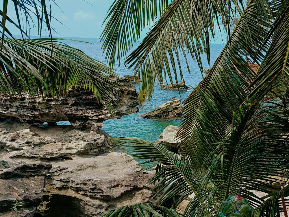 Leaves and Sea