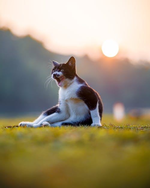 A black and white cat sitting on the grass at sunset
