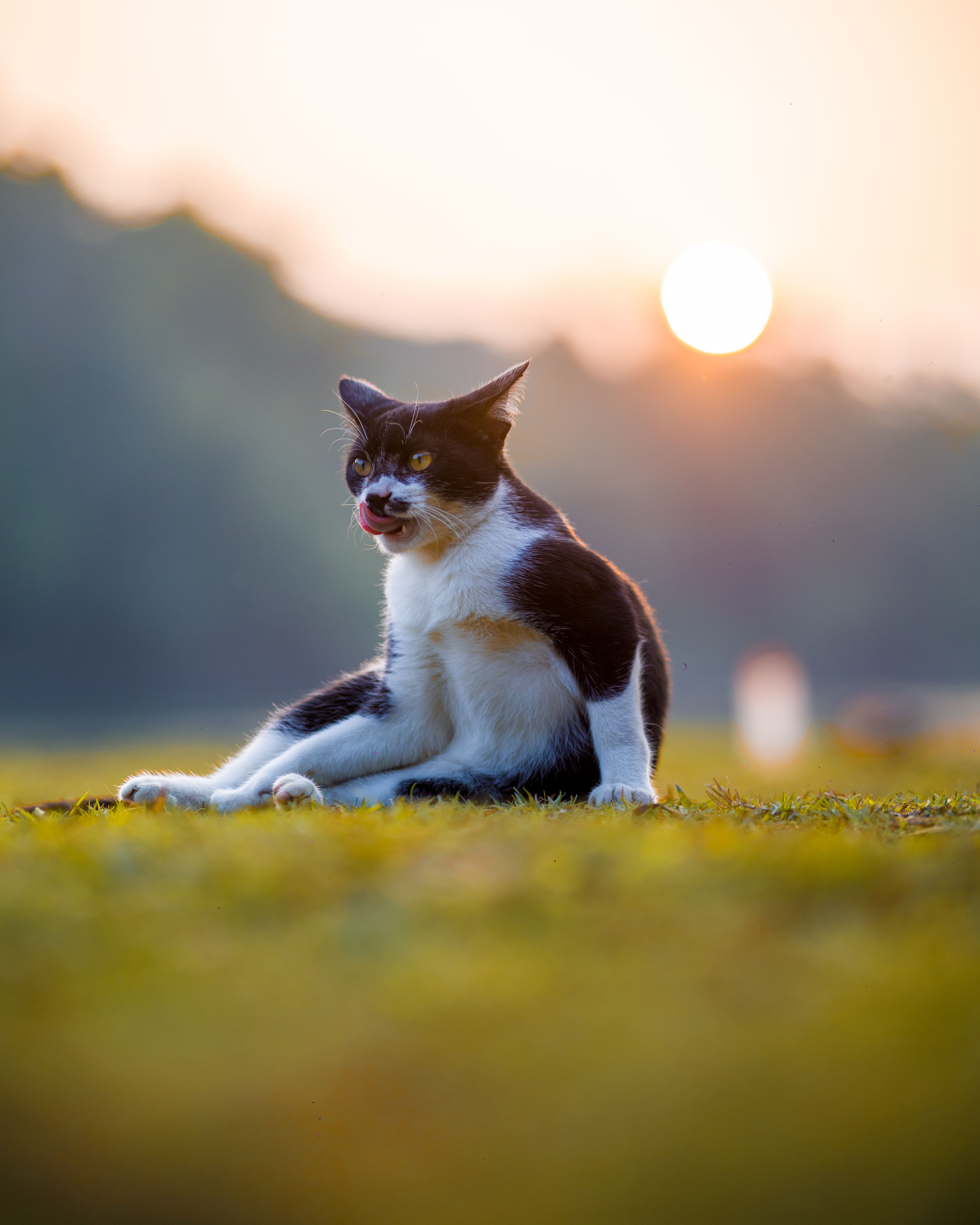 Black and White Cat Sitting on Grass at Sunset · Free Stock Photo