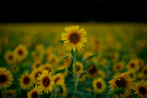 A single sunflower in a field of sunflowers