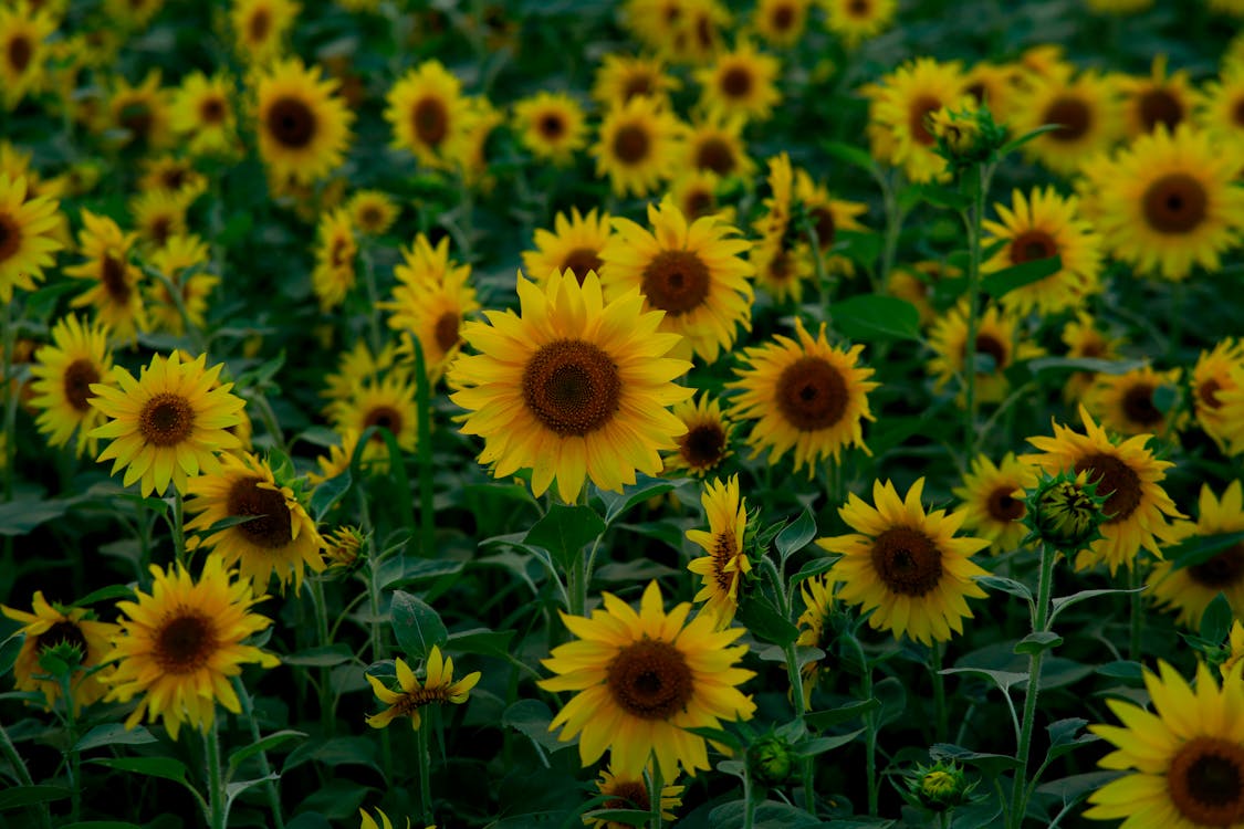 A field of sunflowers with many yellow flowers