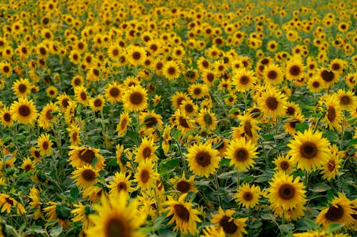 A field of sunflowers in bloom